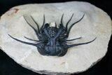 Long Dicranurus Monstrosus Trilobite #15871-5